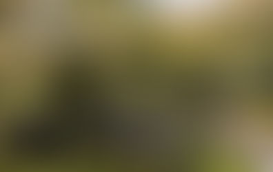 Hogon-in Buddhist Temple in Arashiyama, Kyoto, is known for its beautiful new maple foliage early in summer.