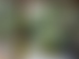 Ryotei (Japanese restaurant) Uochu in Otsu City, Shiga Prefecture, sells a refined Japanese garden.