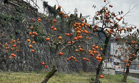 Persimmon trees bearing characteristic orange-colored fruits, the so-called kaki, are a familiar autumn view in Japan.