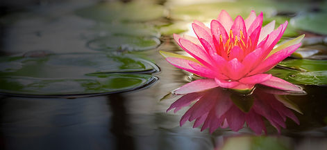 lotus.jpeg