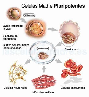 Comparación entre ambas células: Ventajas e inconvenientes.