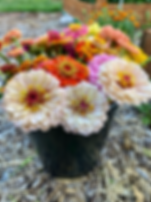 Mid-Summer 4-wk CSA Bouquet Subscription