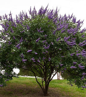 vitex-tree-guide.jpg
