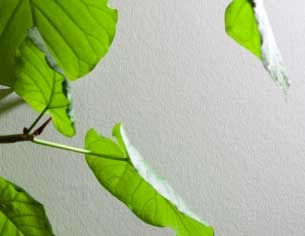 eco fleece eco friendly wallpaper-02.jpg