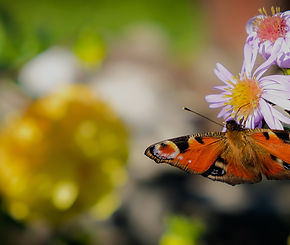 Butterfly_edited.jpg