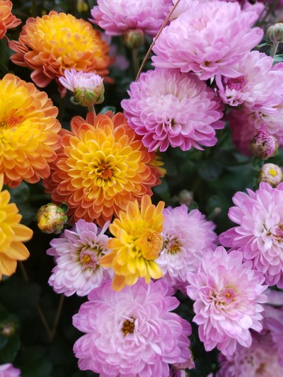 Chrysanthema Lahr