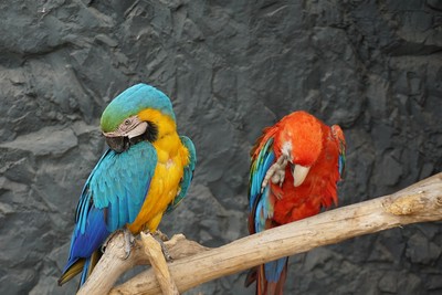 Vogelpark