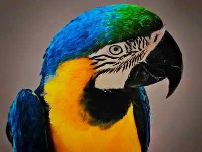 Vogelpark