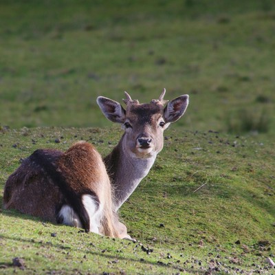 Wildgehege Karlstern