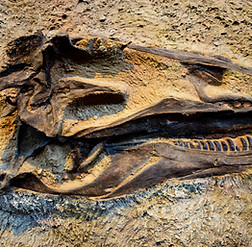 Dinosaur Fossil
