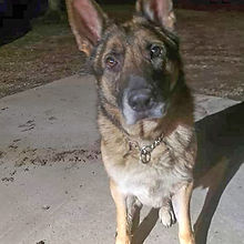 BCEMA K9 Duke