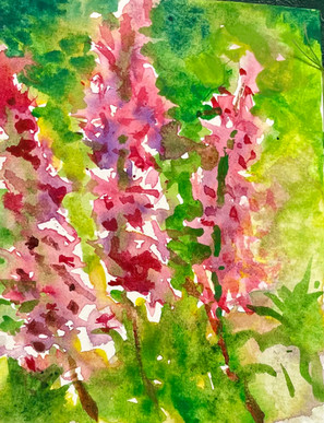 Pink flowers