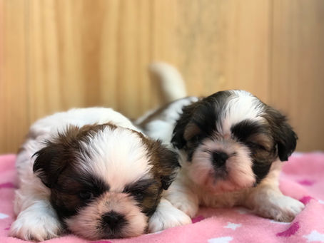 Shihtzu ❤️🐶