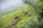 tea worker at a tea field at darjeeling, smiling