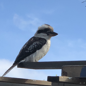 The dog, the kookaburra, the stick, the ankle.