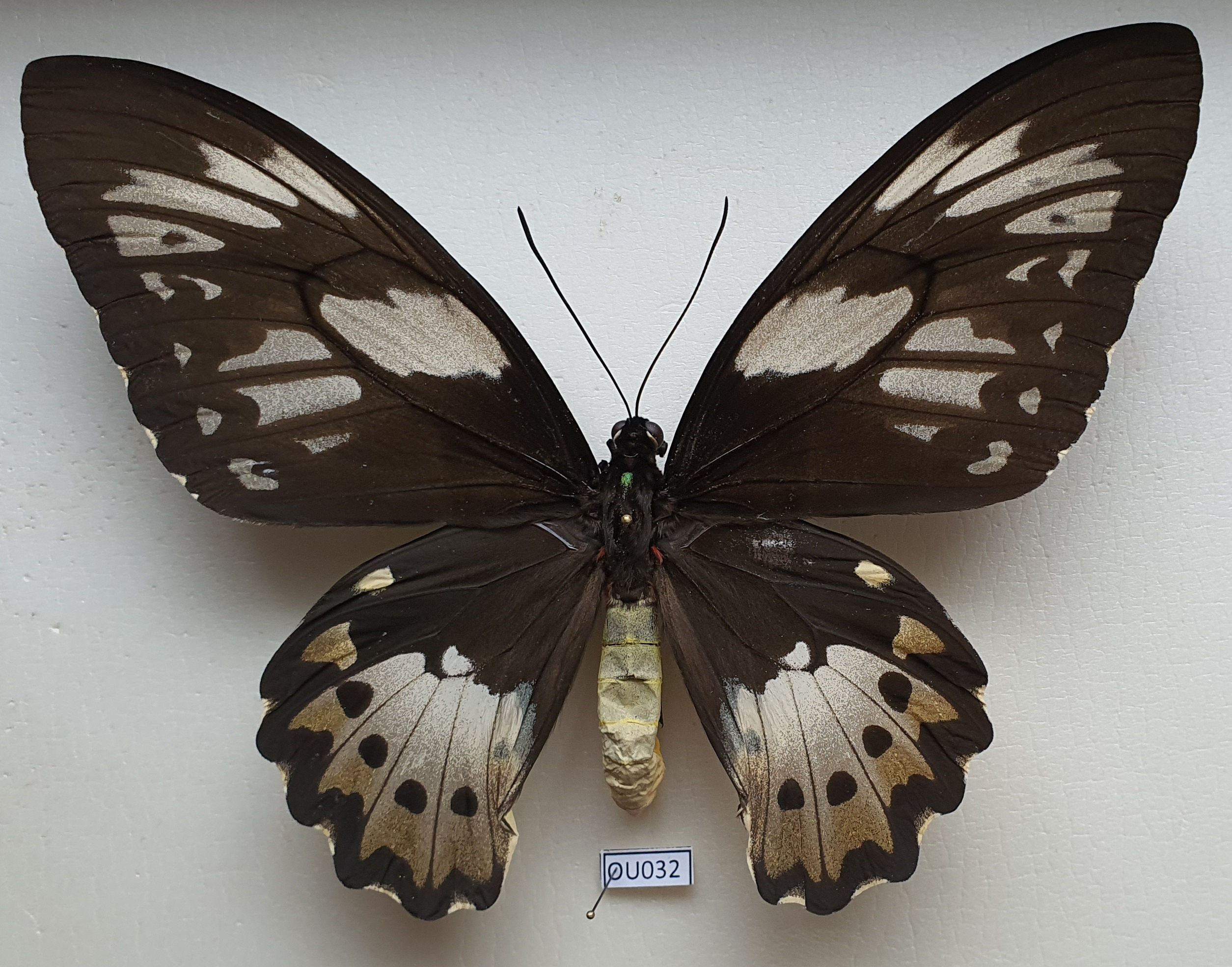 Ornithoptera Priamus Kasandra - Yapen isl., Indonesia