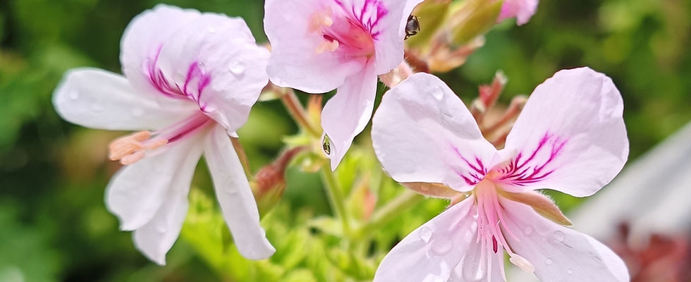 Duftgeranien Datenschutz.jpg