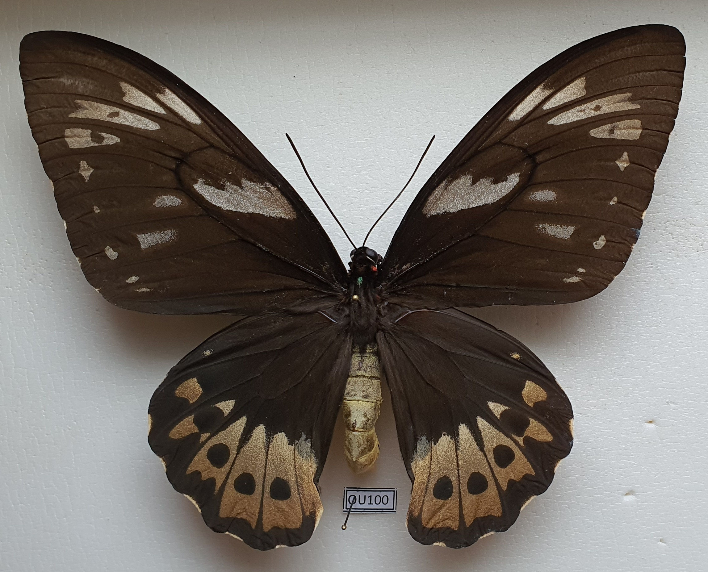 Ornithoptera Priamus Sterrensis - Sterren Mnt. Indonesia