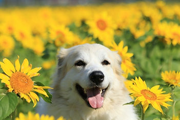 犬とひまわり.jpg