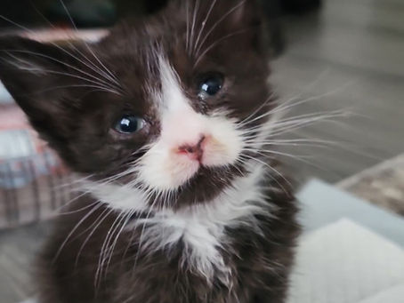 What to Expect When Adopting from Huey's Rescue