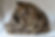 Sleeping Smaug