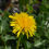 Miniaturbild: L´or de Lion riche