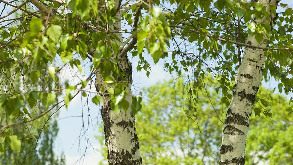 Thumbnail: Birch Gold Toothpaste