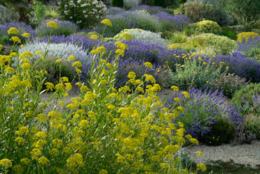 Plantes de terrain sec : "un jardin sans arrosage"
