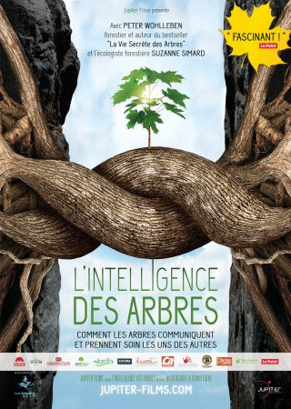 Sortie cinéma : L'intelligence des arbres