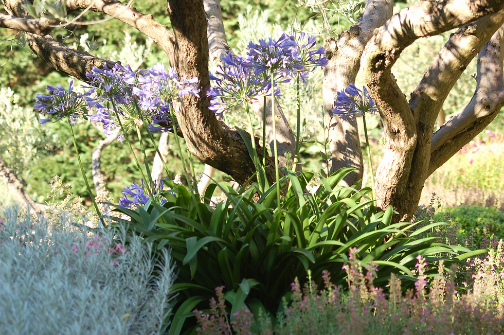 AGAPANTHES SOUS OLIVIER