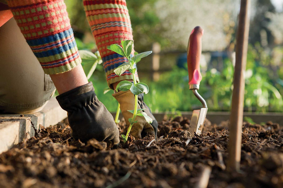 BACKGROUND-gardening