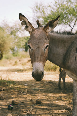 Wild and Classic Safaris