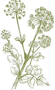 Engelw2-web.jpg