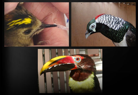 Sanctuary for all Birds