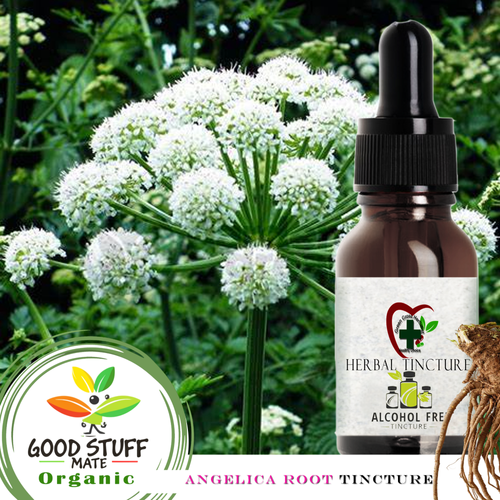 Angelica Root Tincture ORGANIC Concentrate ALCOHOL FREE Extract Herbal Good Stuff Mate