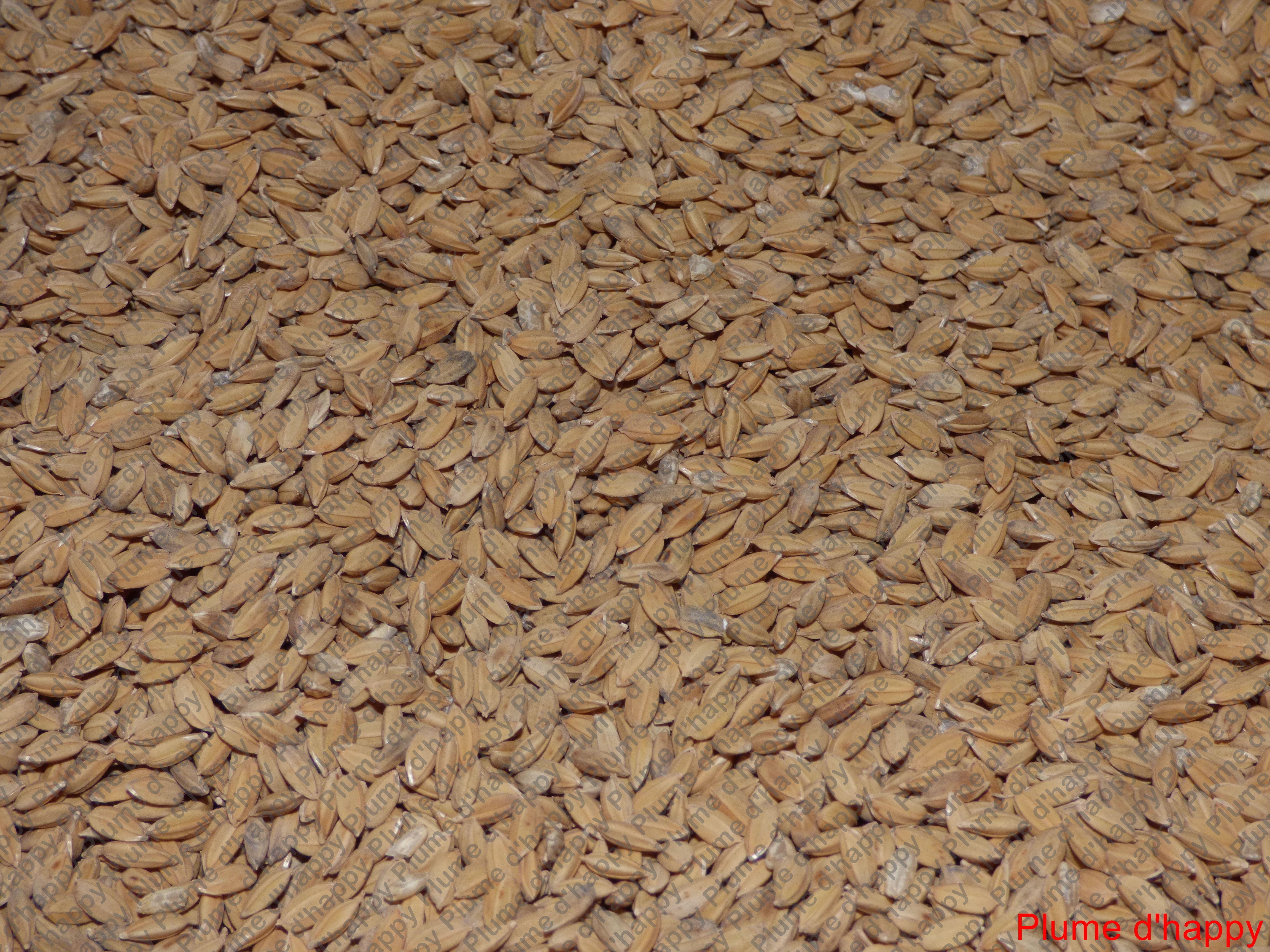 Paddy (Riz Paddy) 1Kg