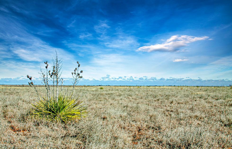 Hockley County CRP Land For Sale
