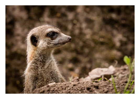 animal 00 kopie.jpg