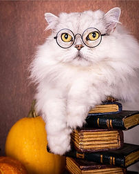 photographe animaux, photographe animaux dijon, photographe animalier dijon, photographe animaux, Justine stevenot