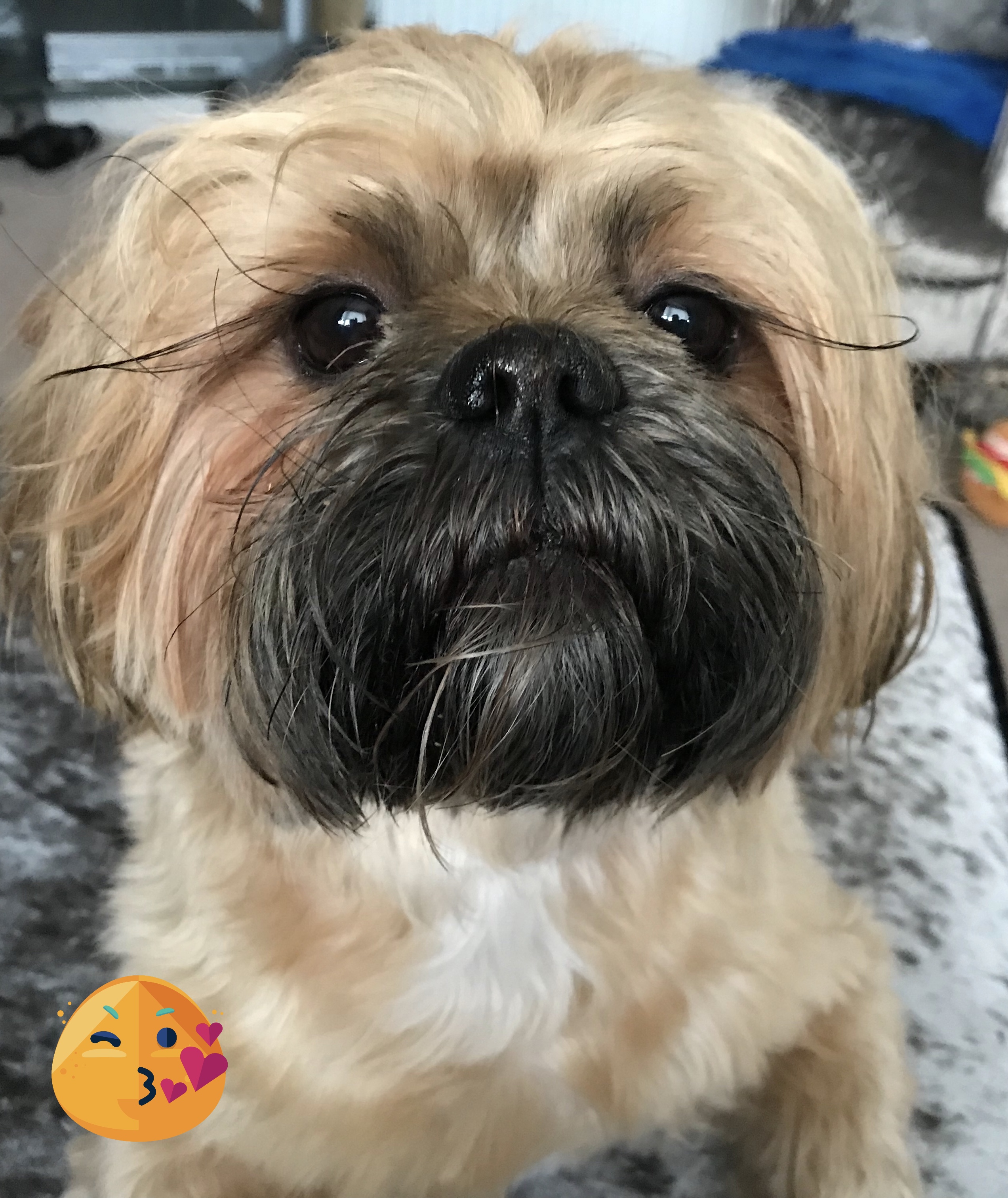 Writer: Elizabeth Hutchison