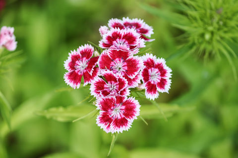 SWEET WILLIAM