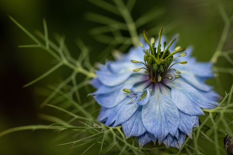 Nigella sativa