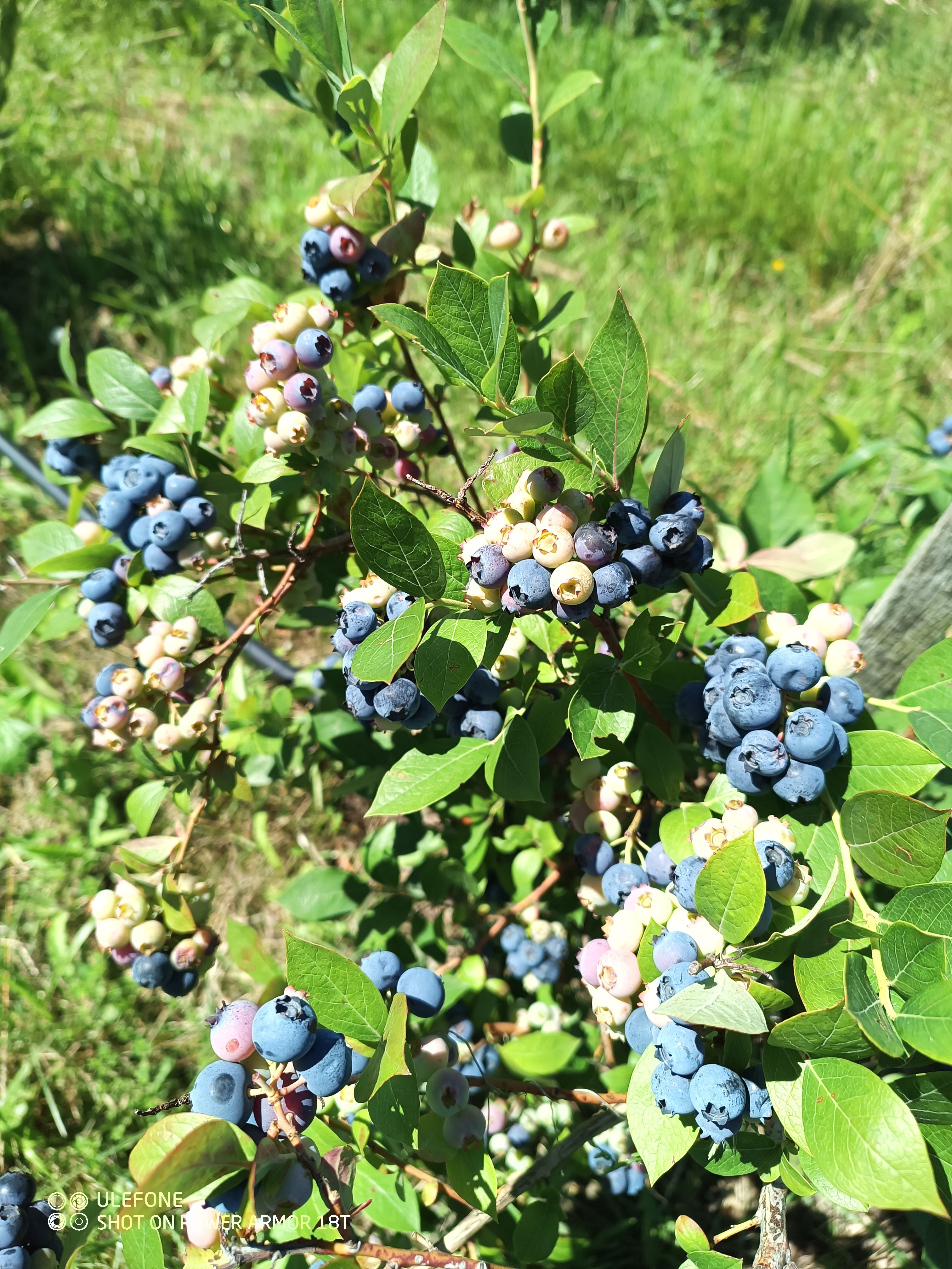 "Szedd magad" Áfonya  / Blueberry Self picking