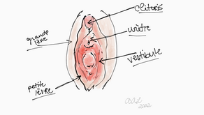 Douleur à la pénétration: vestibulodynie
