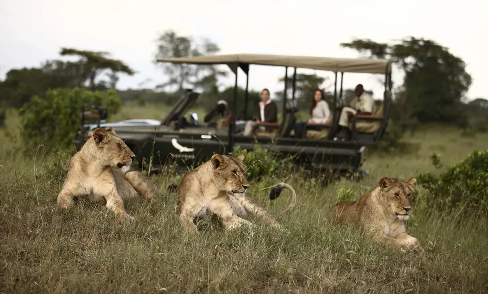 Tanzania-Kleins-Camp-Experience-game-drive-with-lions-15