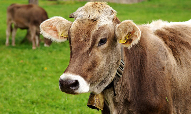 Bactérie infectieuse bovine détectée dans des infections pulmonaires porcines au Québec