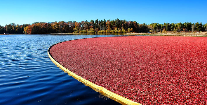 cranberry farm