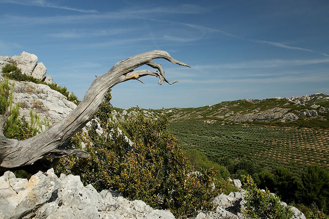 provence-g64db99a04_1920.jpg