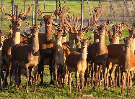 action wildlife.jpg