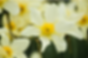 Open Daffodil Viewing Weekend